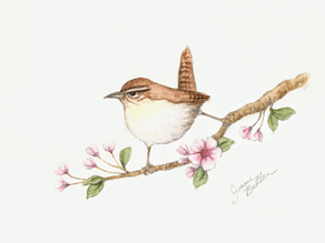 house wren on a branch with pink flowers
