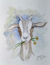Goat with dandelions