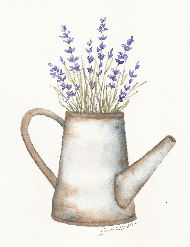 Watering can purple lavender