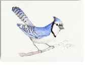 Bluejay on twig