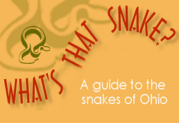 What's That Snake A guide to the snakes of Ohio
